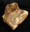 Woolly Rhinoceros Ankle Bone - Late Pleistocene #3453-3